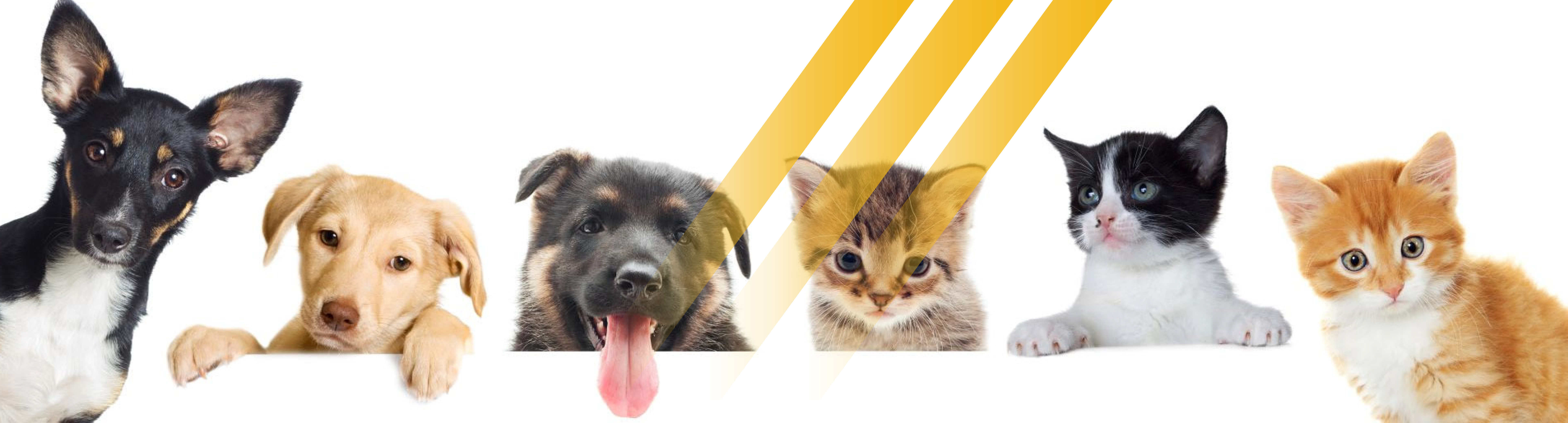 Bulk Animal Nutrition Ingredients and Feed Additives Supplier